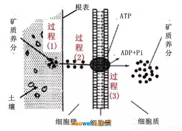 根系吸收養(yǎng)分過程