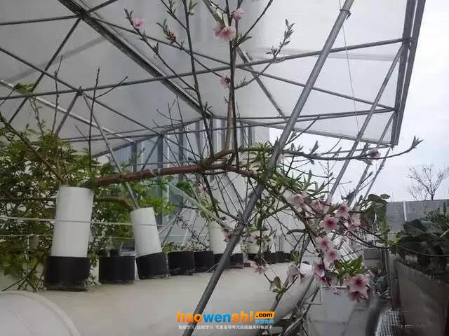 定植一年已開花結果的管道化氣霧栽培油桃.jpg