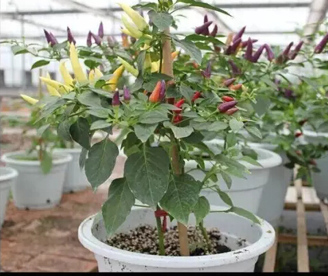 戳我试试