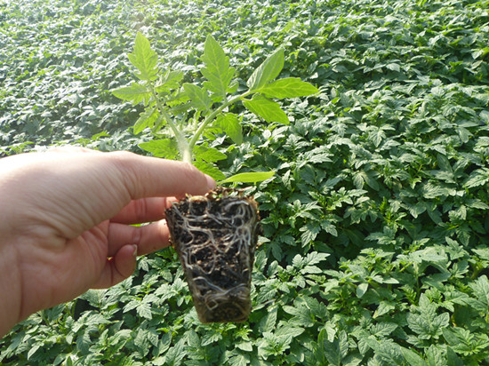 無(wú)土栽培--番茄苗期管理.jpg