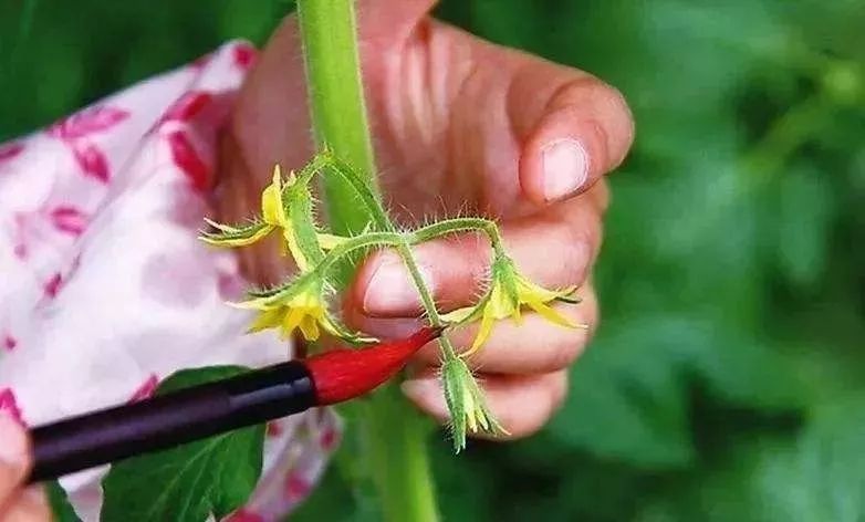 無(wú)土栽培--番茄授粉.jpg