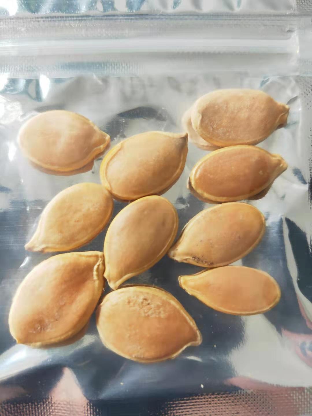 無(wú)土栽培--巨型南瓜種子.jpg