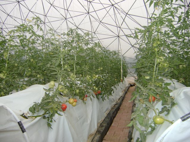 無(wú)土栽培霧培.jpg