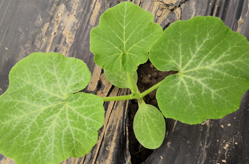 定植完成后的貝貝南瓜苗.png