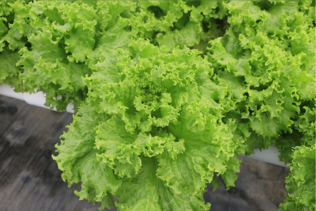 無(wú)土栽培水培生菜.jpg