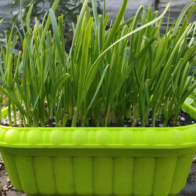 陽(yáng)臺(tái)蔬菜--無(wú)土栽培葉菜類(lèi).jpg