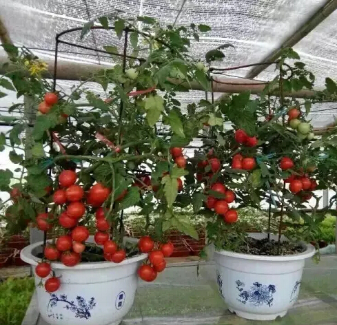 無土栽培盆栽番茄.jpg