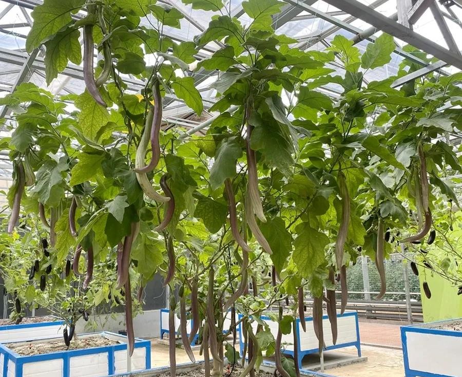 無(wú)土栽培茄子樹(shù).jpg