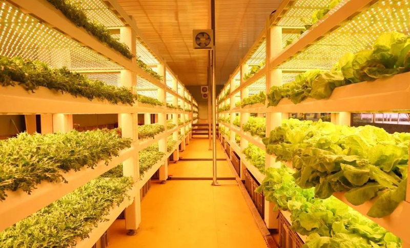 無土栽培--植物工廠.jpg