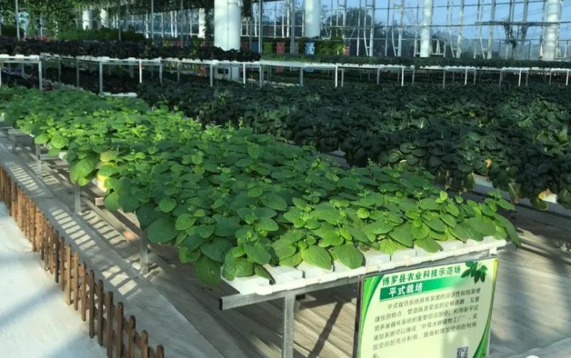 無(wú)土栽培--管道栽培小白菜.jpg