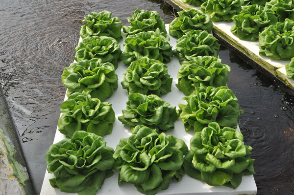 無(wú)土栽培生菜.jpg