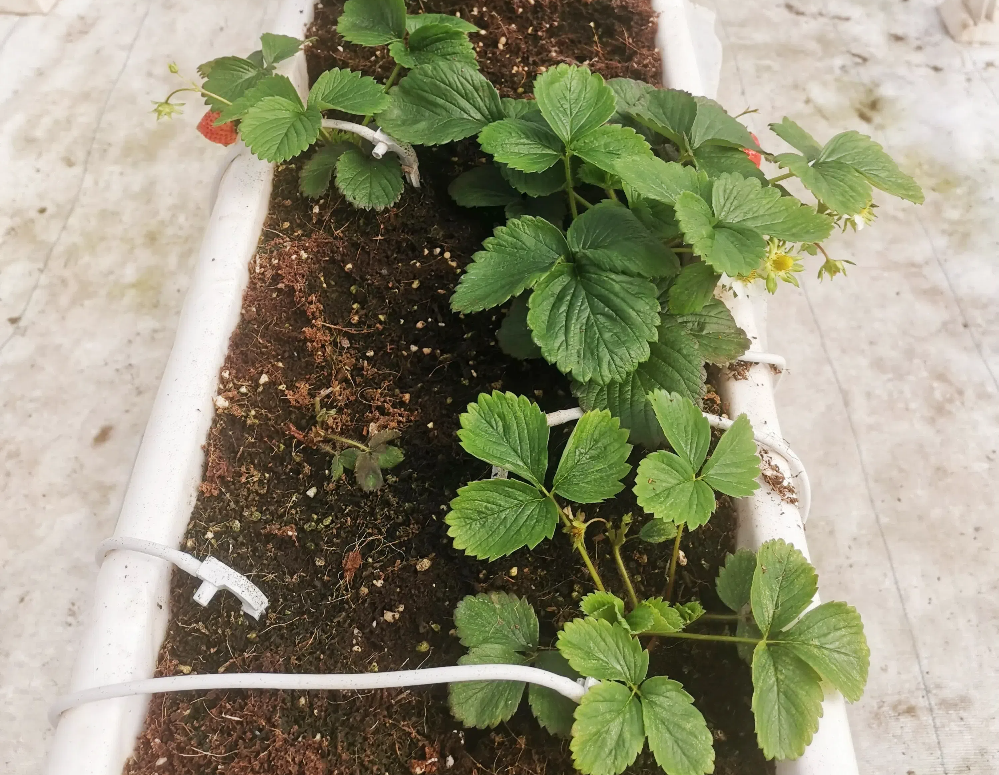 如何促進(jìn)草莓花芽分化？草莓花芽分化期如何管理？