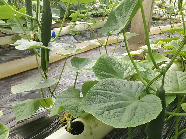 黃瓜如何水培？水培黃瓜有哪些管理要點?