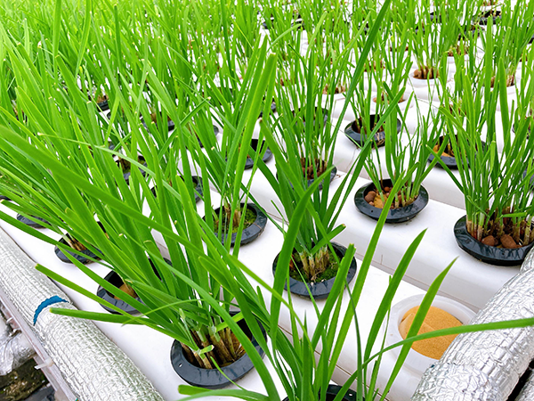 水培韭菜核心技術解析：根系、營養(yǎng)與供氧的關鍵機制