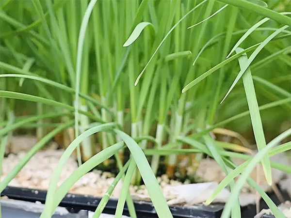 水培韭菜莖稈細弱的原因解析與優(yōu)化策略