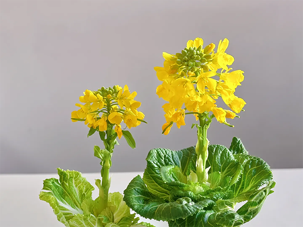 水培葉菜抽薹原因及預防措施