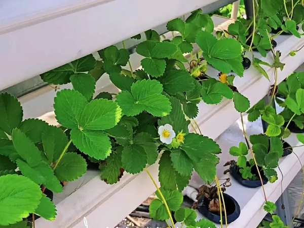 水培草莓蟲害防控的科學實踐